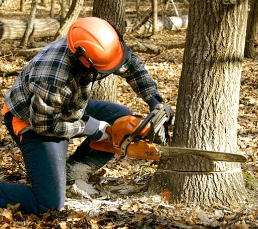 Tree Removal in Mission, TX